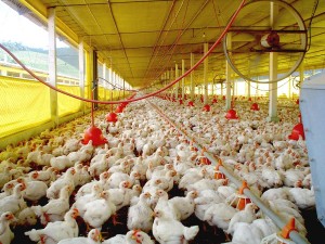 Pollos En Granja