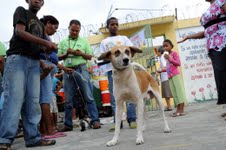 Perros