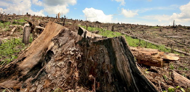Indonesia Deforestacion
