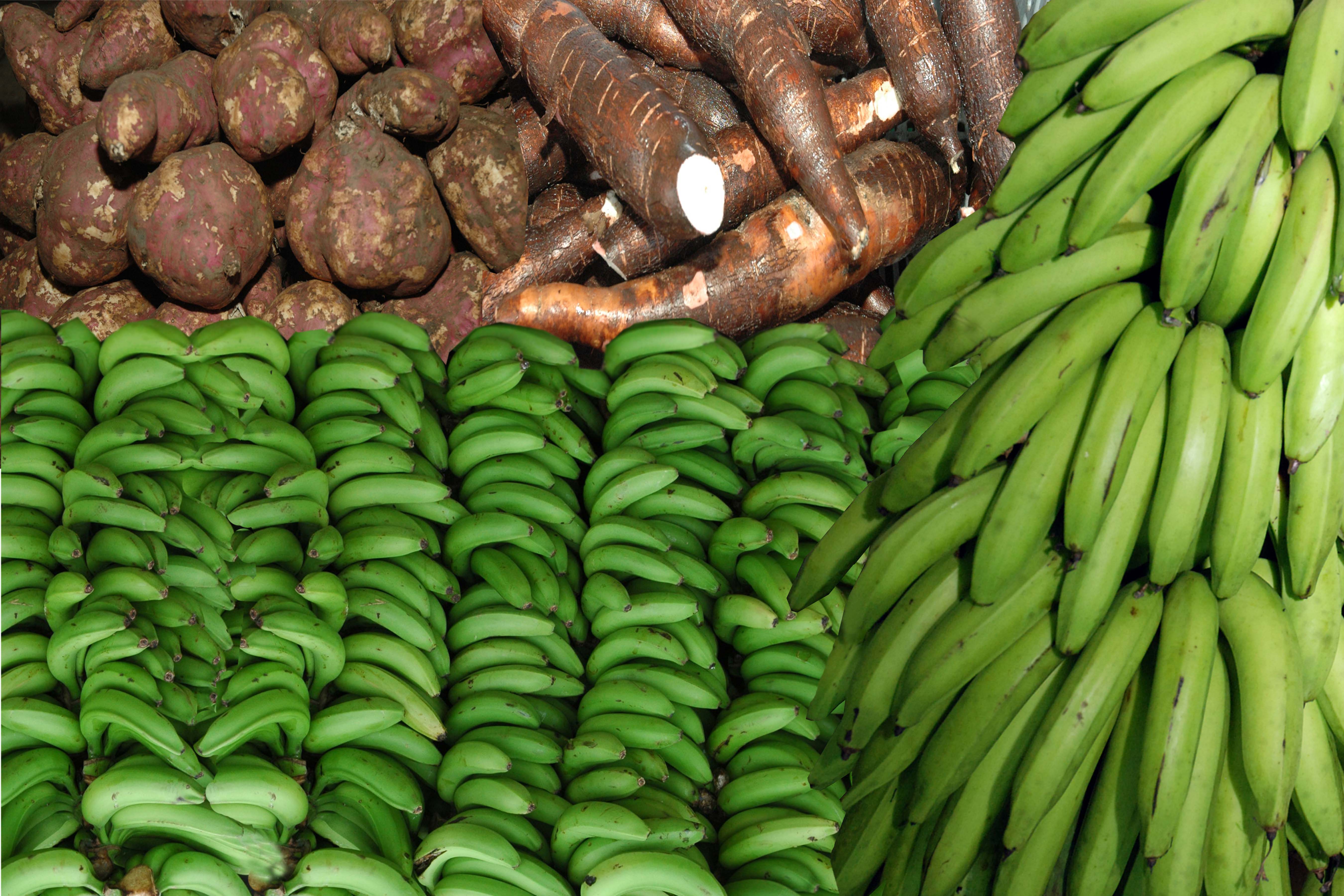 Platano Yuca Quineo Batata 14 11 2013