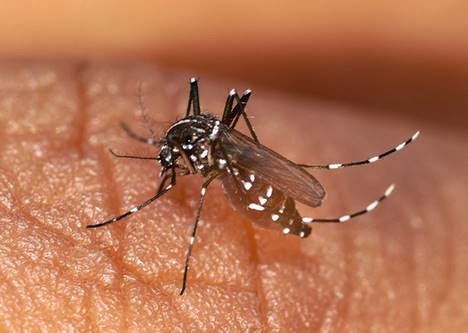 Mosquito