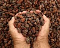 Cacao