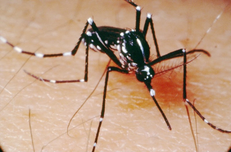 Dengue Mosquito E1327587175398