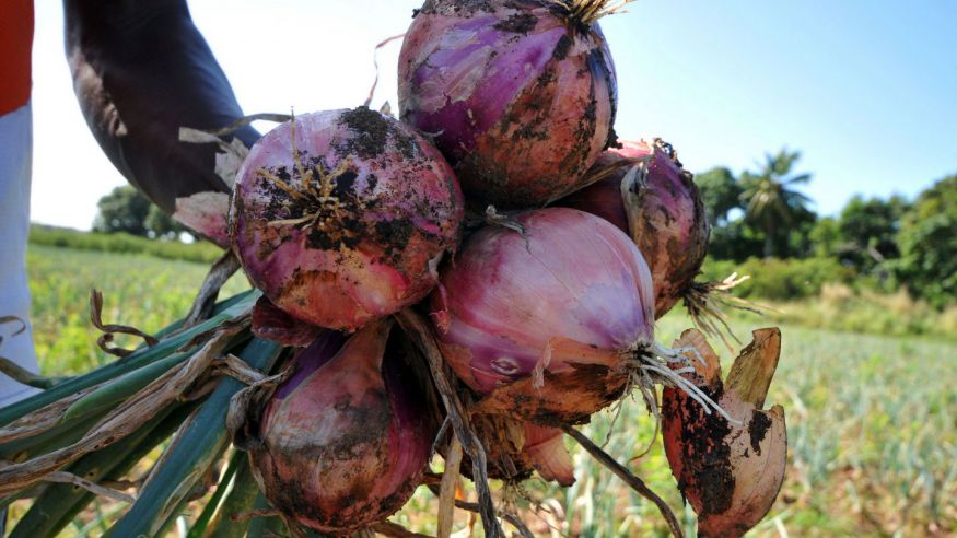 Productores de cebolla de San Juan recibirán indemnización de 14 millones