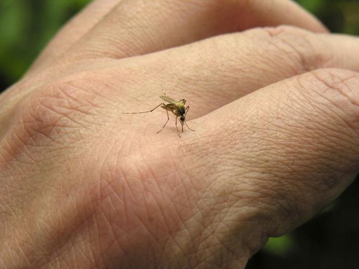 Mosquito NY