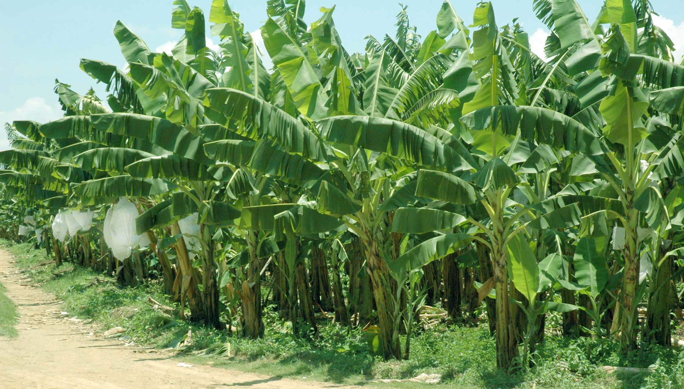 Platano