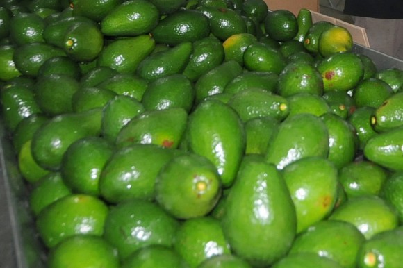 Aguacate