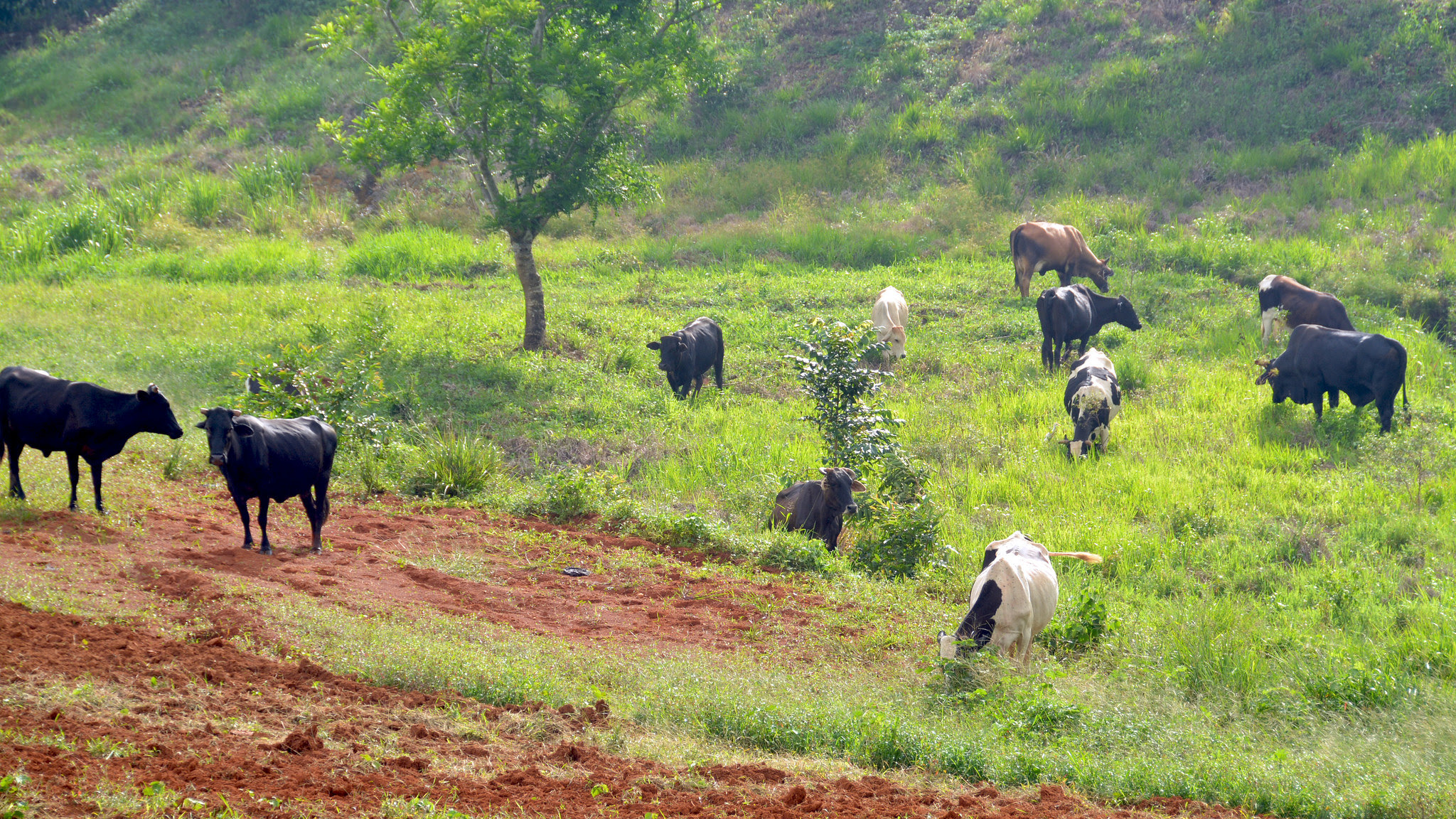 VACAS