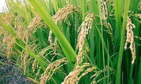 ARROZ