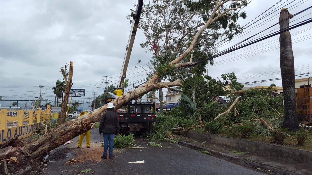 Arbol En El Suelo