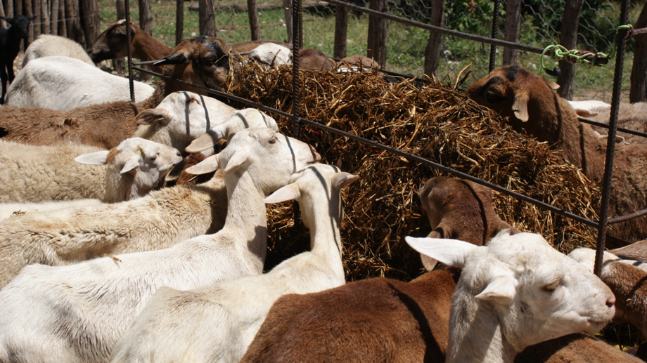 Foto Cabras
