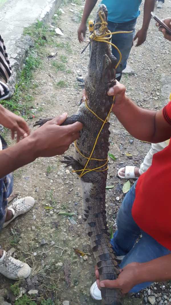 COCODRILO