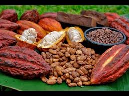 Cacao Organico