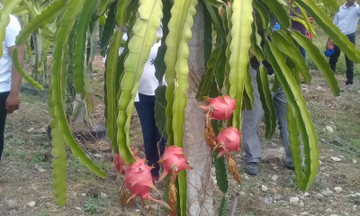 Fruta