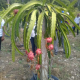Fruta