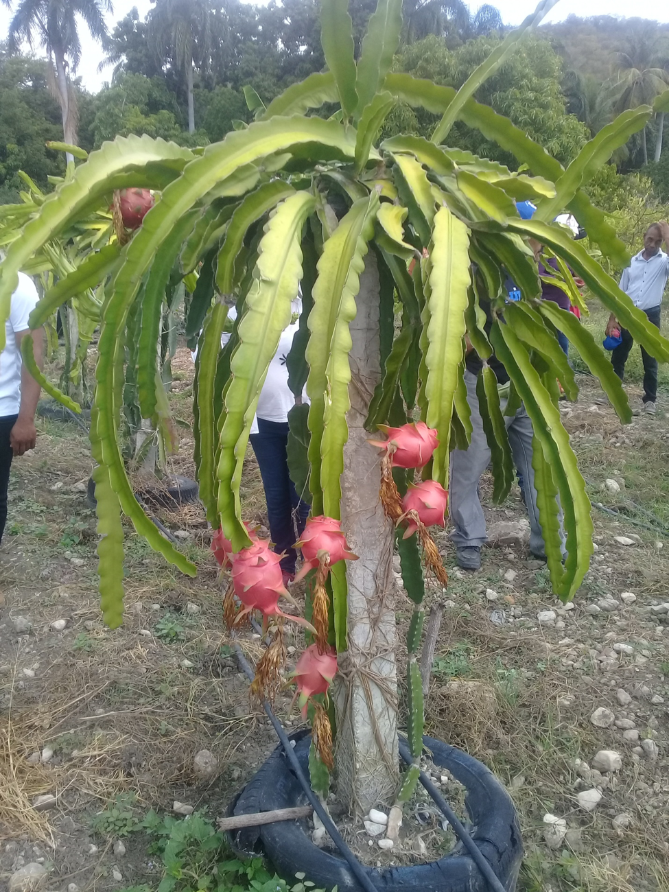 Fruta