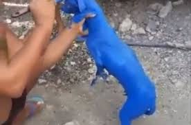 Perro Pintado