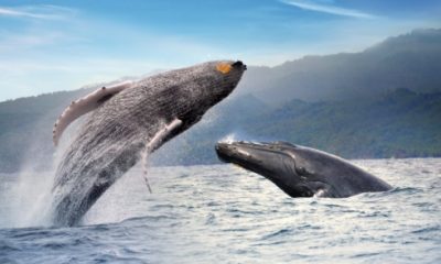 Ballenas