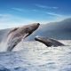 Ballenas