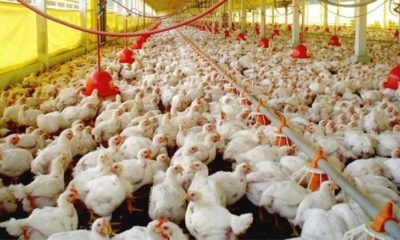 Granja De Pollos