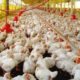 Granja De Pollos