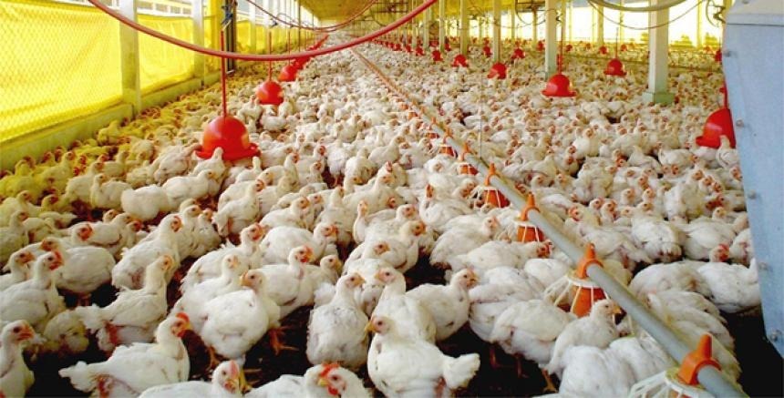 Granja De Pollos