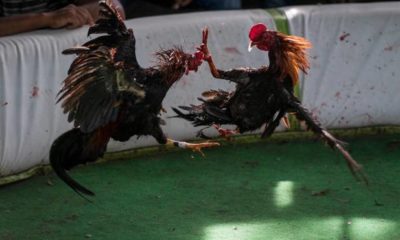 JUGADA DE GALLOS