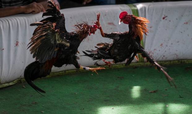 JUGADA DE GALLOS