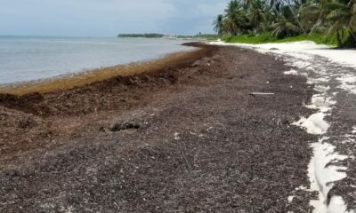 Muestras Del Sargazo En Playa Blanca