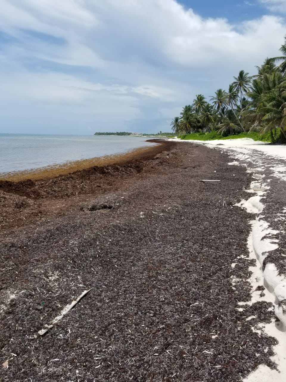 Muestras Del Sargazo En Playa Blanca
