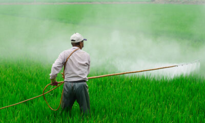 FOTOS DOS PRODUCTORES DE ARROZ