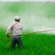 FOTOS DOS PRODUCTORES DE ARROZ