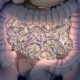 El Papel Del Microbioma Intestinal