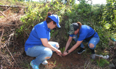 FOTO 1Las Subdirectoras Administrativa Y Tecnica Maria Teresa Paulino Y Miguelina Matias Respectivamenteen Momento En Que Plantan Un Pino En La Jornada De Reforestacion.