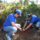 FOTO 1Las Subdirectoras Administrativa Y Tecnica Maria Teresa Paulino Y Miguelina Matias Respectivamenteen Momento En Que Plantan Un Pino En La Jornada De Reforestacion.