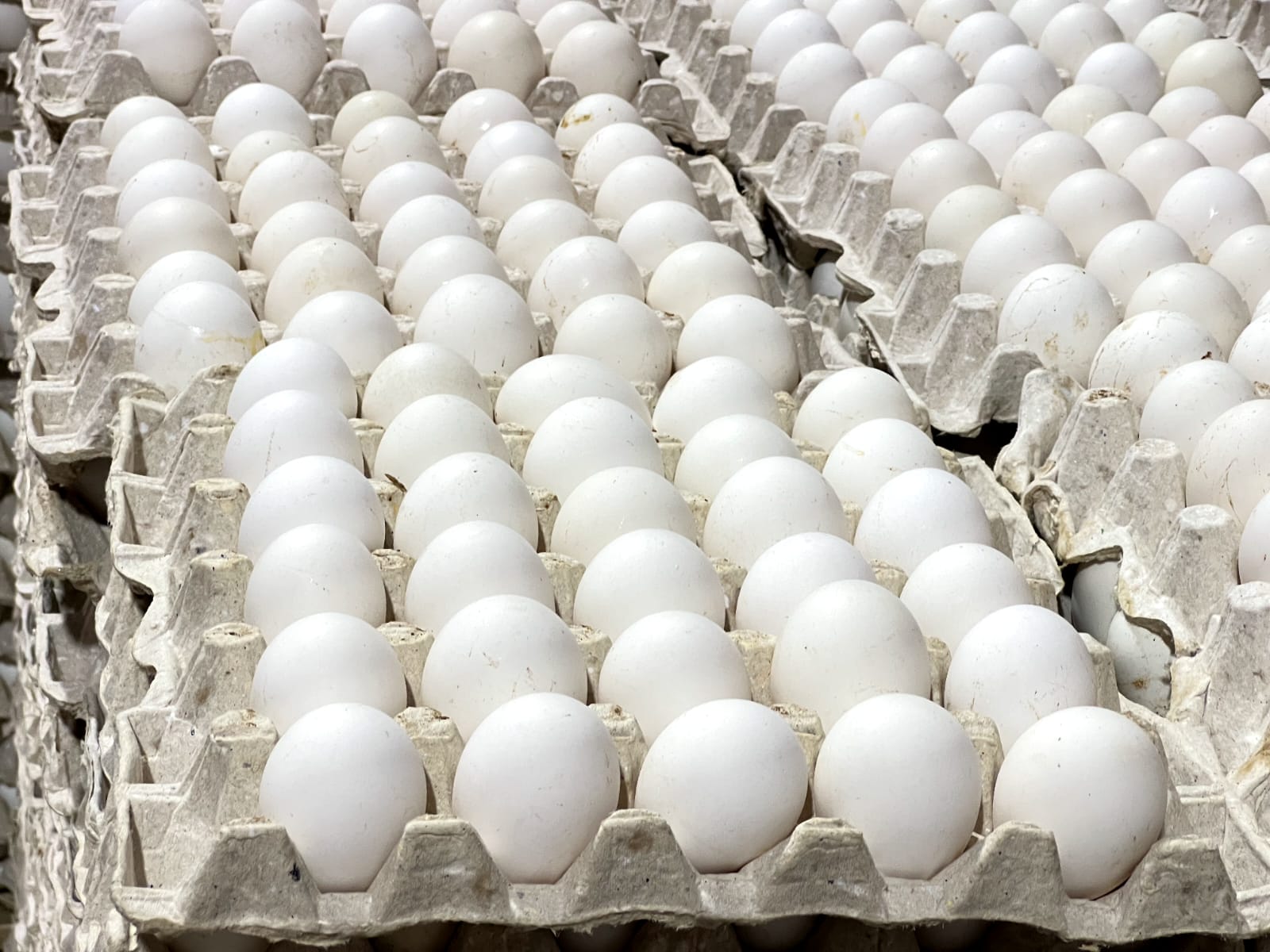 Huevos 02