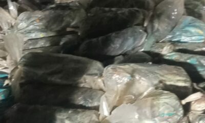 Foto 1. Animales Incautados Por Medio Ambiente.