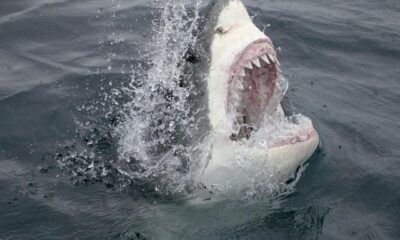 1 Tiburon Blanco Merodea Playa Long Island Donde Asisten Dominicanos