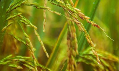 Arroz Fuente Externa
