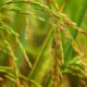 Arroz Fuente Externa