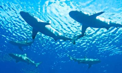 Z Z Z Cerca De 50 Tiburones Captados A 200 Metros Playas Long Island Visitan Dominicanos