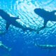 Z Z Z Cerca De 50 Tiburones Captados A 200 Metros Playas Long Island Visitan Dominicanos