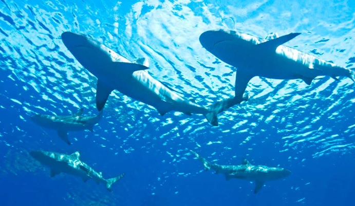 Z Z Z Cerca De 50 Tiburones Captados A 200 Metros Playas Long Island Visitan Dominicanos