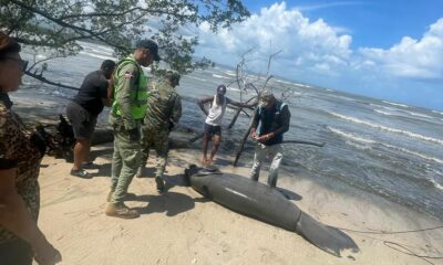 MANATI PLAYA LOS BOTES