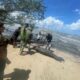 MANATI PLAYA LOS BOTES