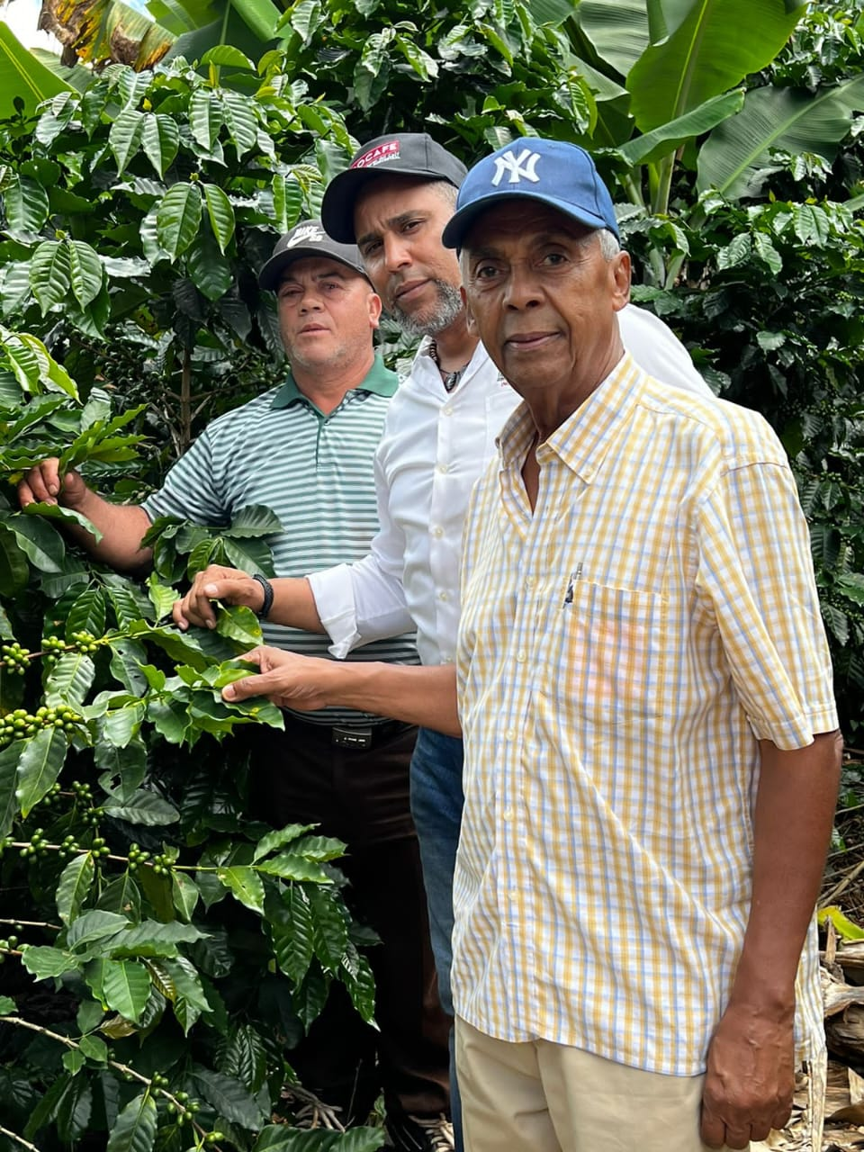 José A. Tejeda, presidente del Consejo de Apoyo a Jarabacoa, junto a técnicosen la inspección de los cafetales