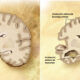Cerebro Corte Frontal Alzheimer