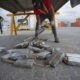 COCAINA EN CARGAMENTO DE MANGO
