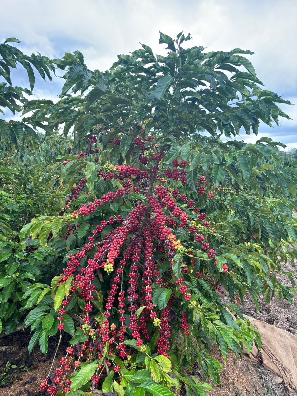 PHOTO 2024 11 17 11 08 20