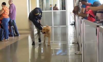 Dncd Unidades Caninas